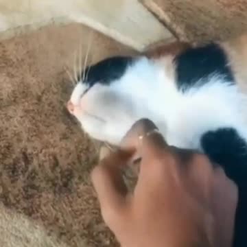 Owner Uses Her Cat As A Guitar - TikTok Cats (Funny Animals #329)