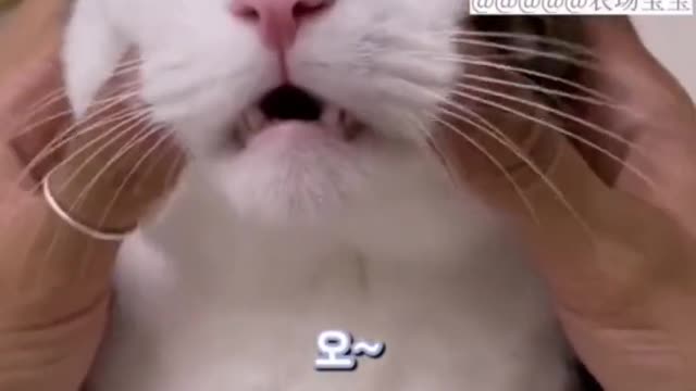 cat relaxing and making soothing cute noises , so cute