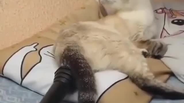 Funny cat video