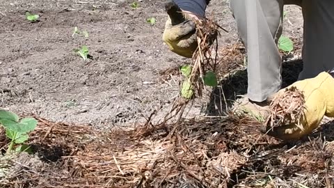 Feed the Soil, Feed the Plants, Feed You
