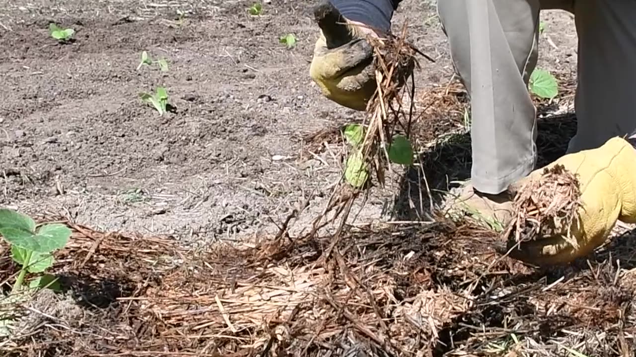 Feed the Soil, Feed the Plants, Feed You