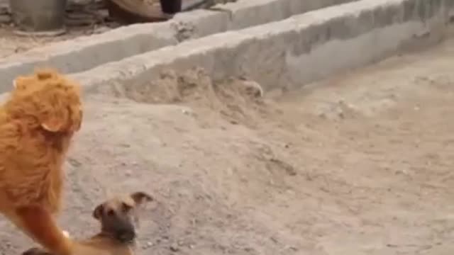 Dog is scared of fake lion