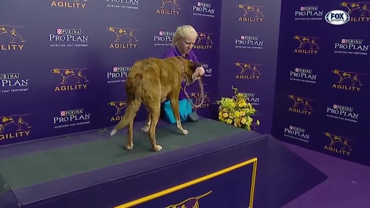 watch 5 of the best WKC dog show movement to celebrate national puppy day