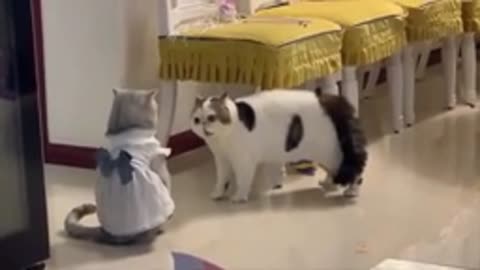 Cute kitten video for all cat lovers - Funny kittens video - Don't miss it.