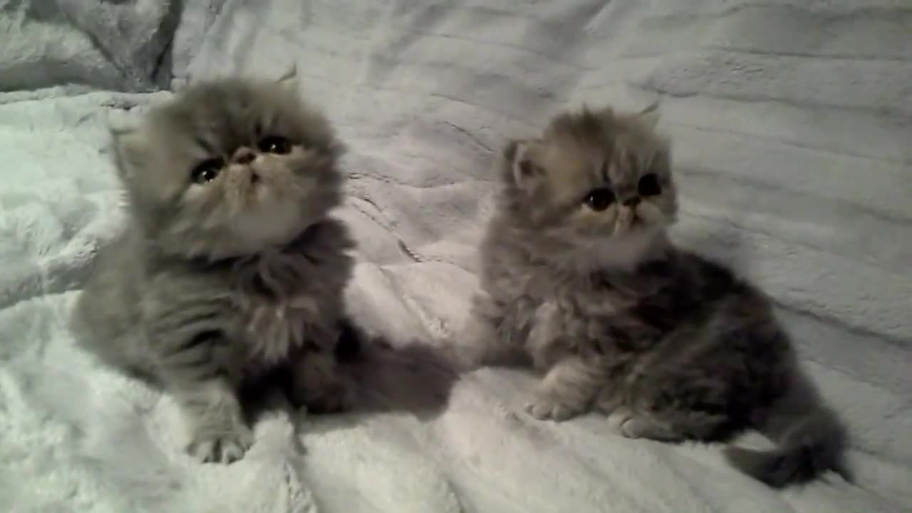 two baby kitty viral video