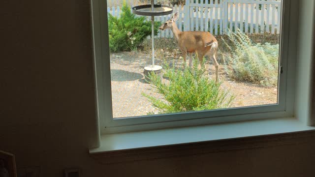 Hungry deer