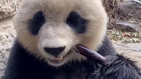 The giant panda