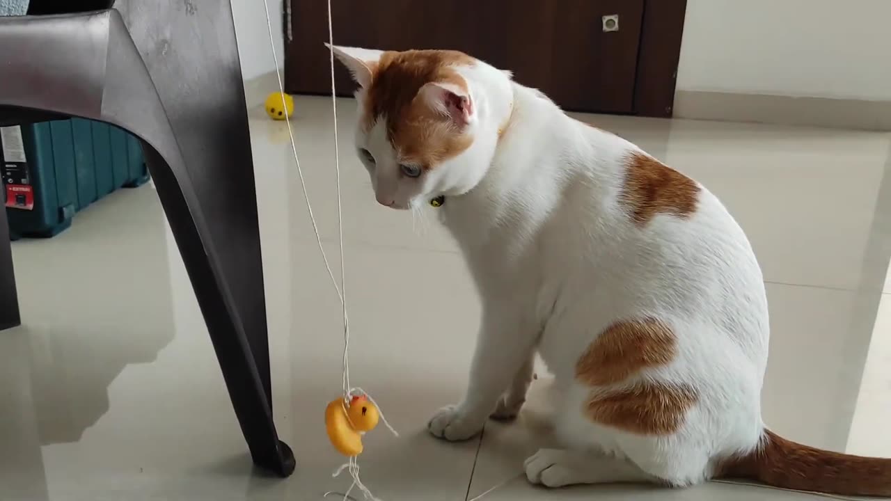 Cute and Funny Cat Video