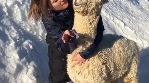 Alpaca