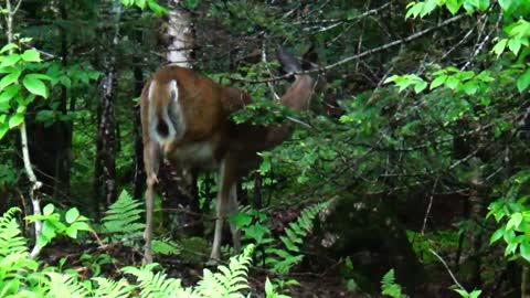 White-tailed deer