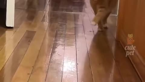 The cute kitty invites you to come and see ''Meow Meow May''.