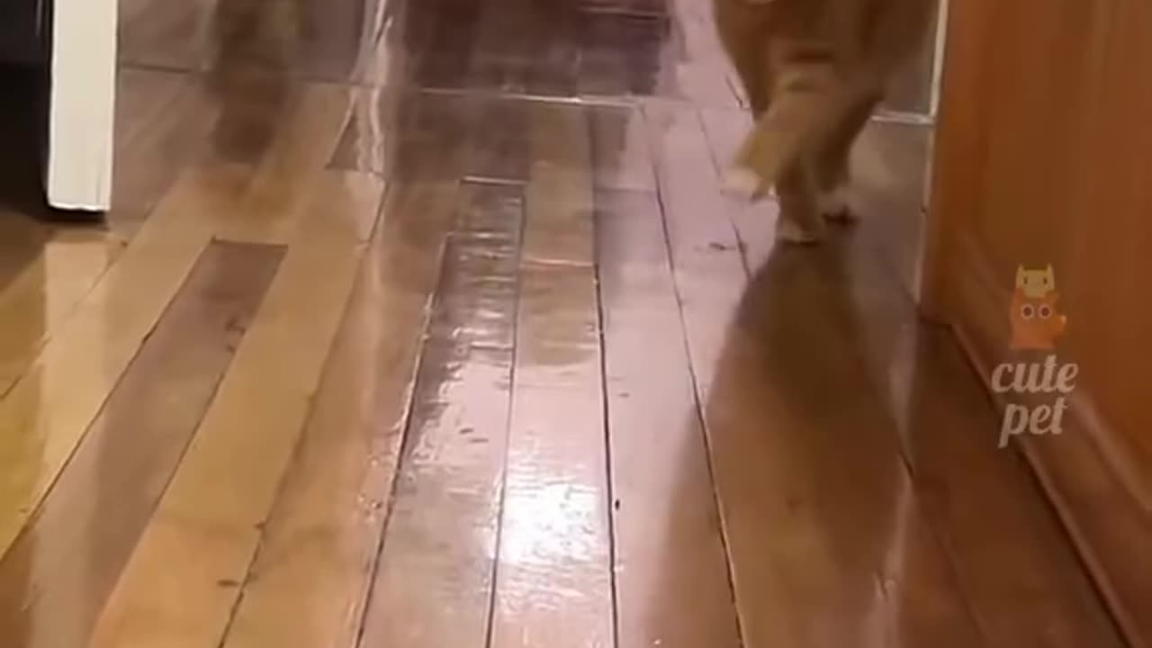 The cute kitty invites you to come and see ''Meow Meow May''.