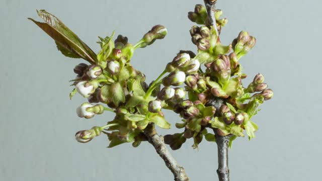 Beautiful flowers open