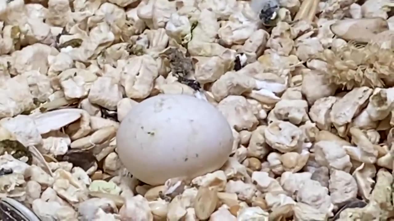 The Smallest Parrot you have ever seen - Tiny egg rescue