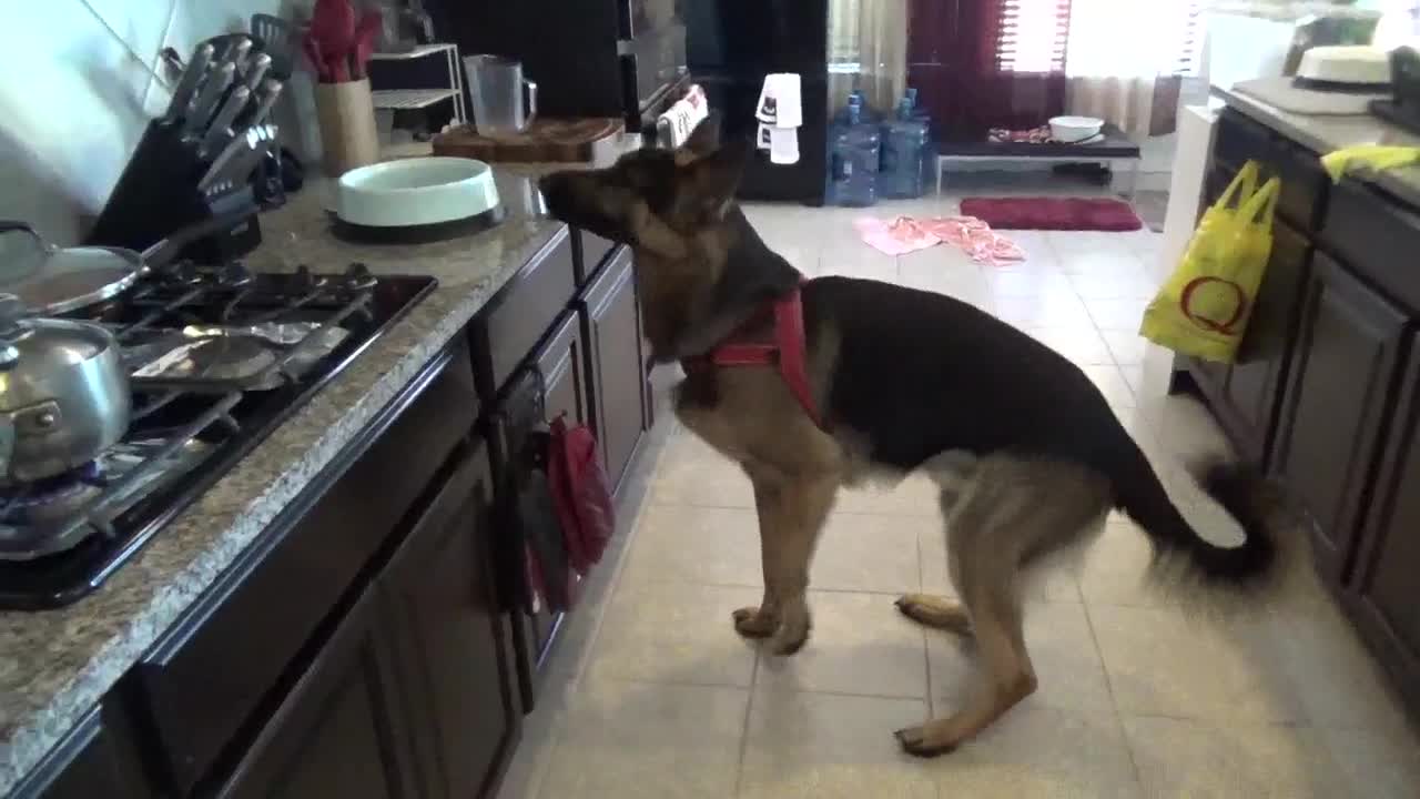 German Shepherd Begging for Food!