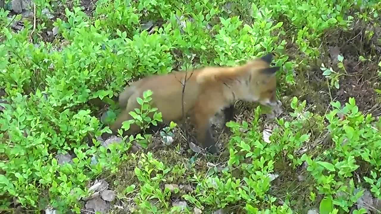 Red Fox Animal World Fur Predator Nature Furry