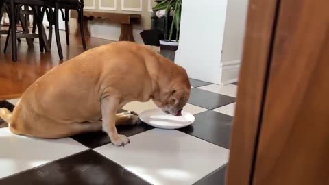 Paralyzed puggle demonstrates amazing trick to clean plate