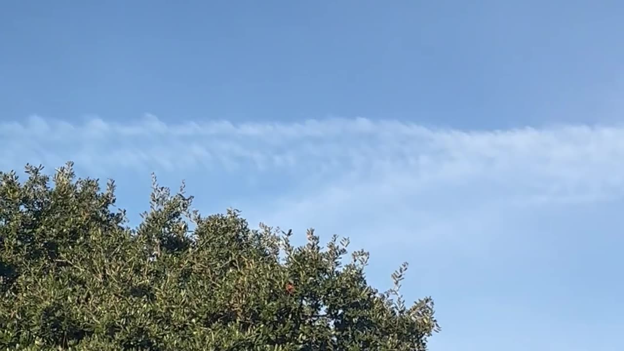 Expose the pilots who spray is it Genocide ?