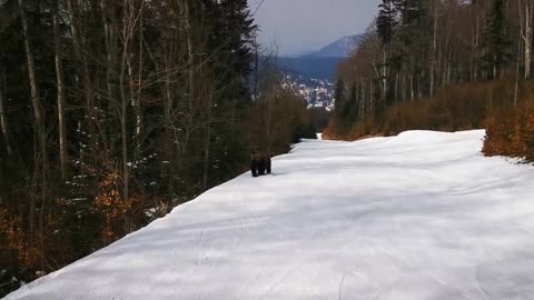 Skiing with the bear on the slope - 9 Martie 2021, Partia Cocosul Predeal Romania, by Mister Fox