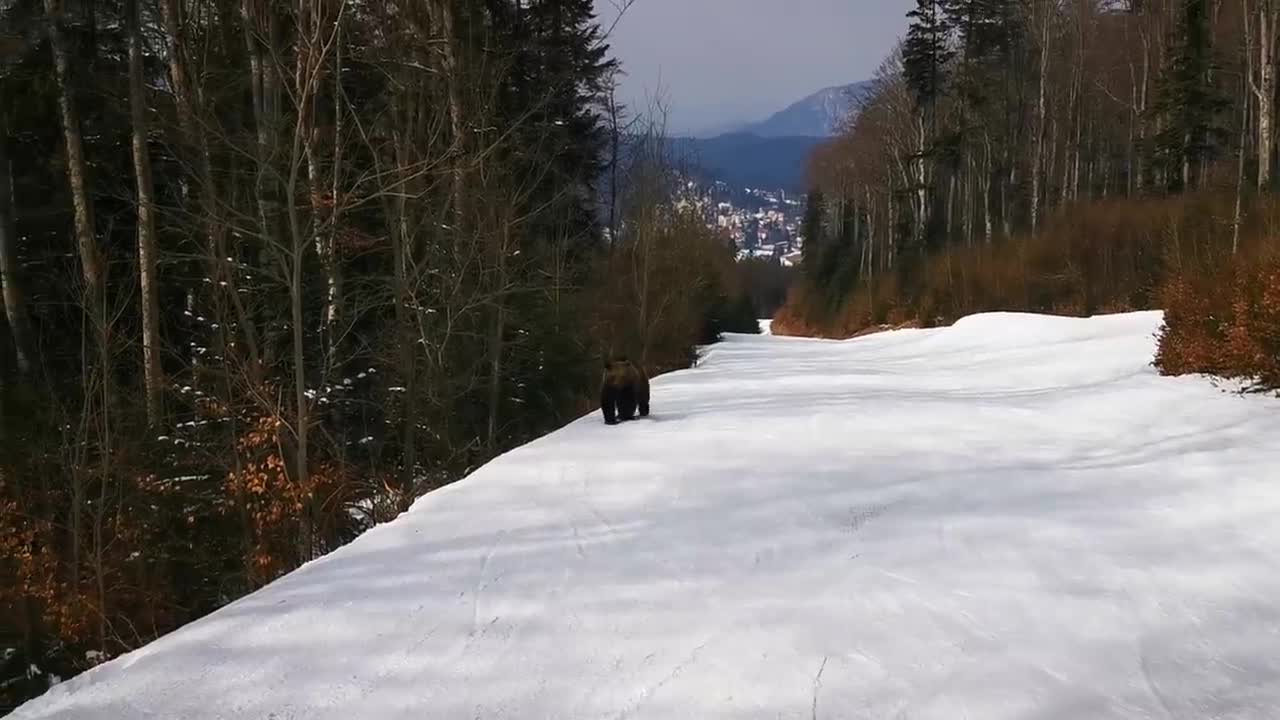 Skiing with the bear on the slope - 9 Martie 2021, Partia Cocosul Predeal Romania, by Mister Fox