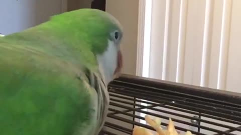 How my parrot feel about peppers : so good