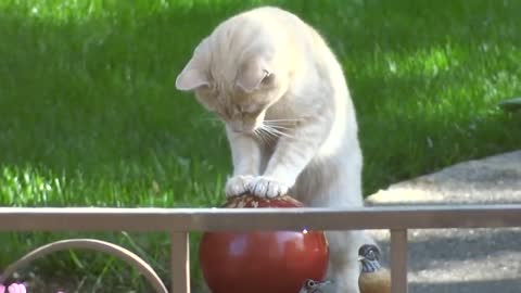 Cat Plays With Water From Fountain By Placing Their Paw On Top Of It