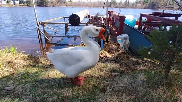 Pet Goose George, takes Saturday Night Bath