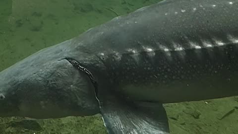 Large Sturgeon