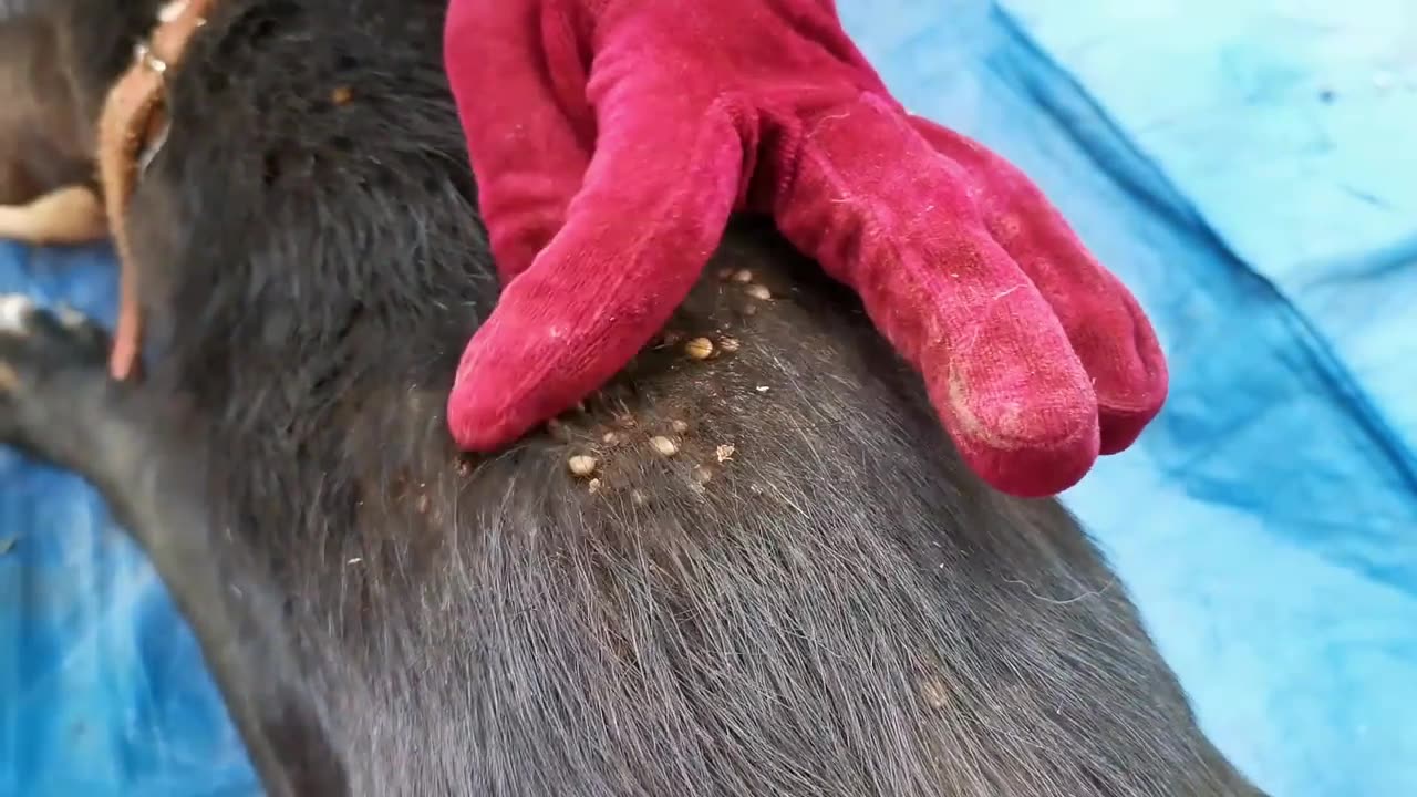 Removing Ticks From Dog, Dog Ticks Removing Clip Ticks Removal Videos EP (12)