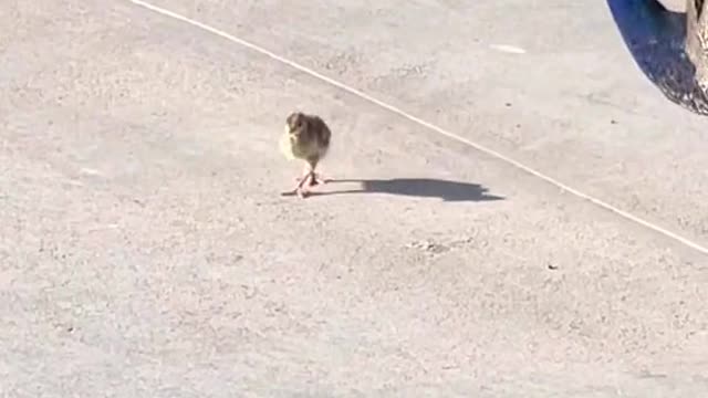 Baby peacock attacks!