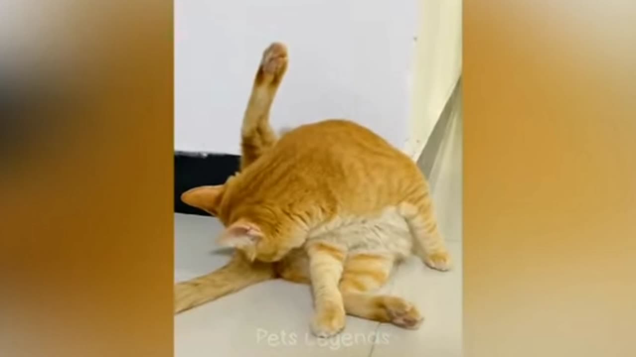 Funny animals Vs man videos 😂😂😂 you can't stop laughing 🤣🤣