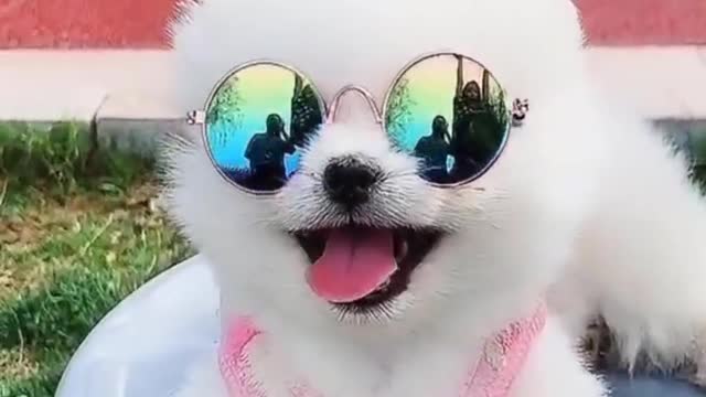 Funny and Cute Pomeranian cute dog