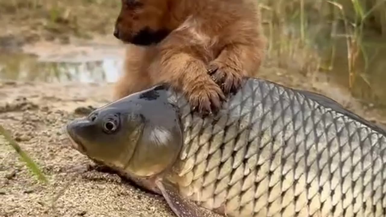 Dog and Fish - What Love - Tinder Types 🙄 - Cute Animal Videos