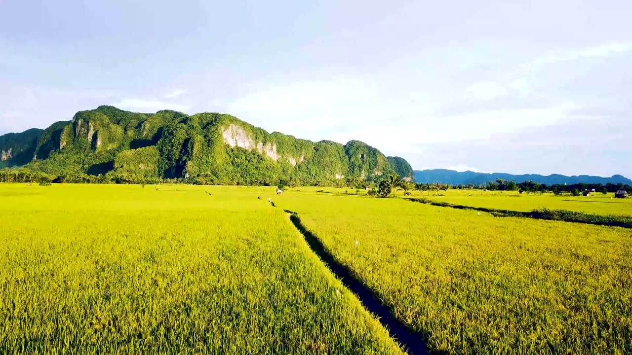 Cinematic Look Paddy Field | Footage Video FHD