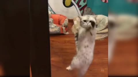 Funny cat - Dance Video.