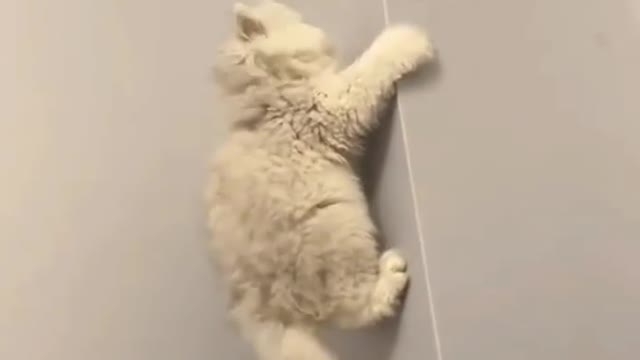 When there are many spiders in the body. spider cat