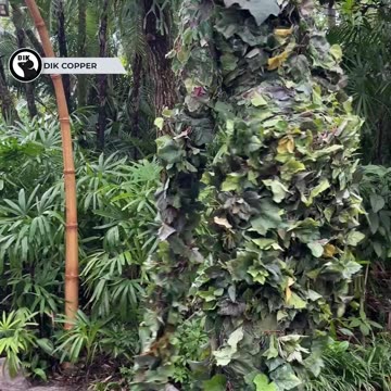 DiVine at Disney's Animal Kingdom Park