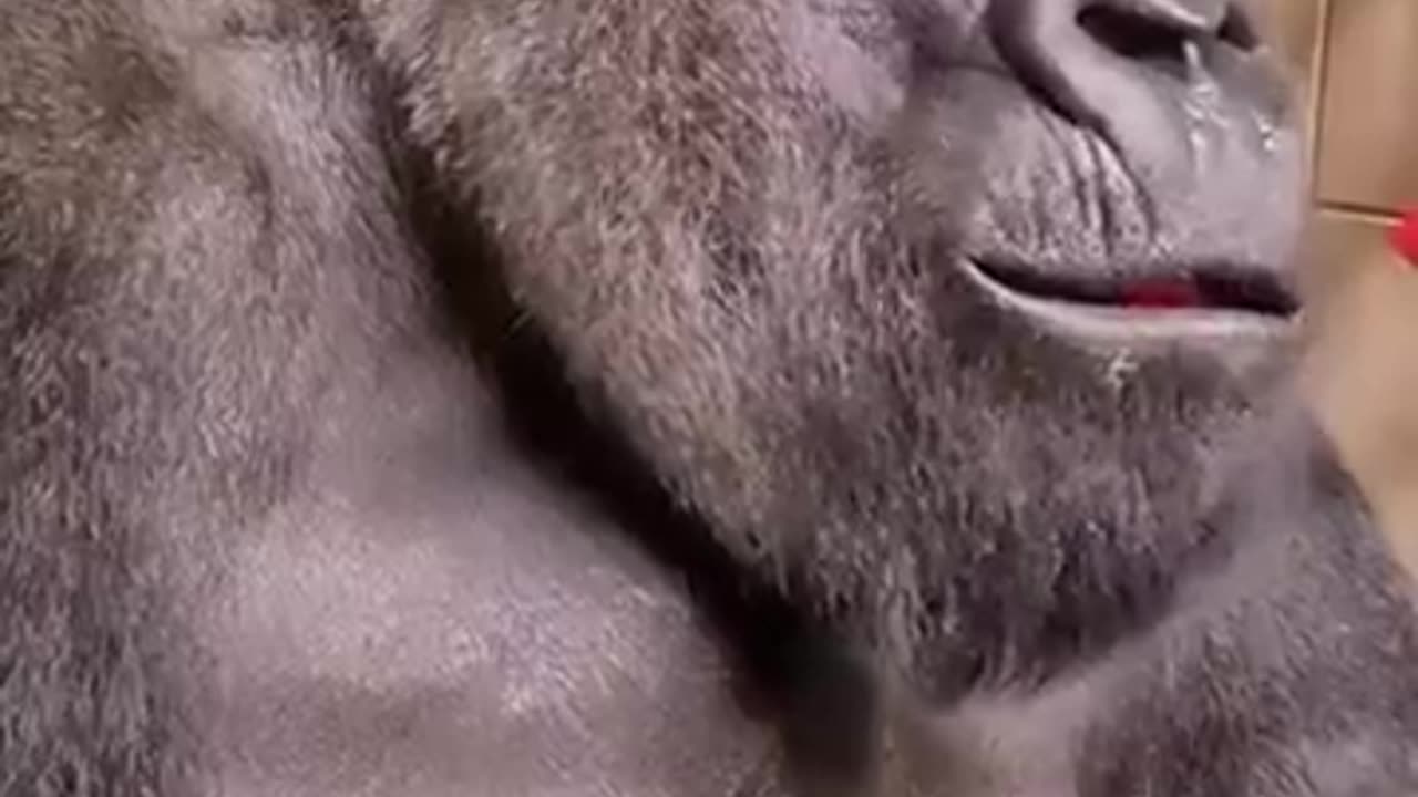 Gorilla tastes pepper