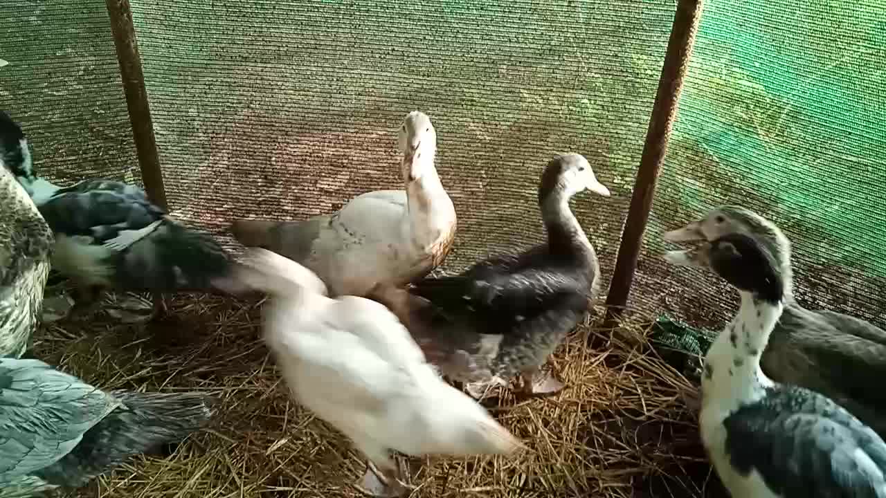 Some young Muscovy, some bronze, some silver 1st may 2021