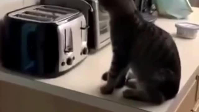 373_Be sure to see the end 😂 #cat #catsoftiktok #funnycat #funncatsoftiktok #foryou