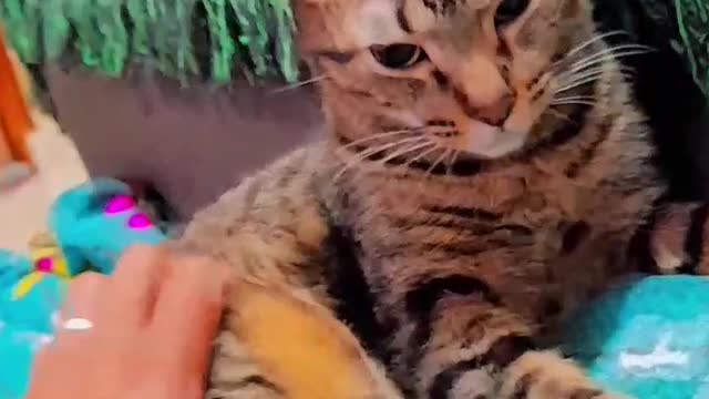 stressing my cat