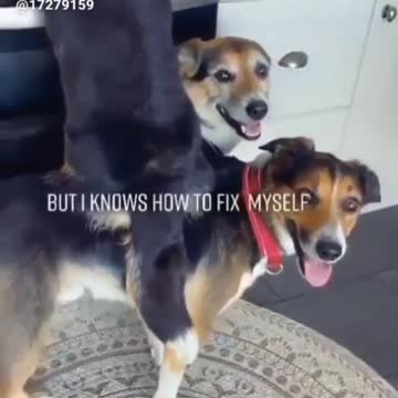 Amazing funny vedio pets