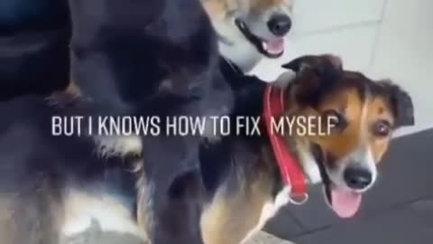 Amazing funny vedio pets