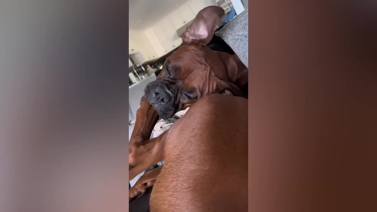 Funny Pets And Animals Videos 2023| Funny Videos