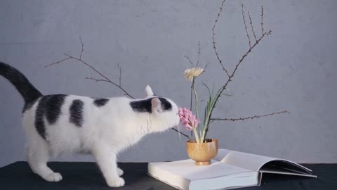 playful cat