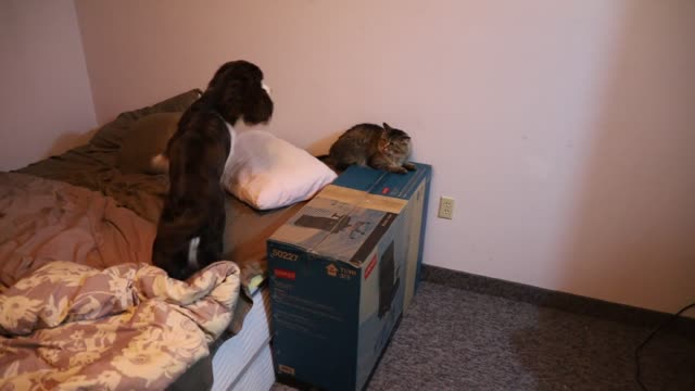 Dog meets cat for first time