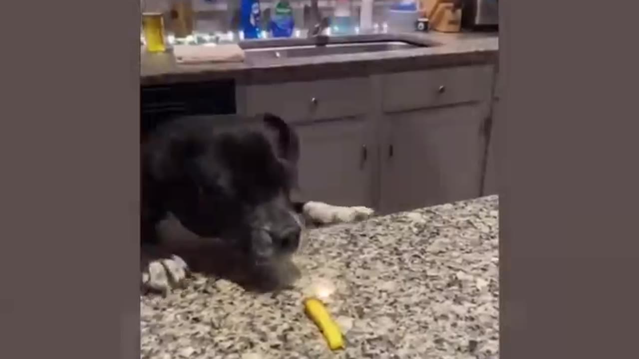 DOGS REACTIONS TO FOOD