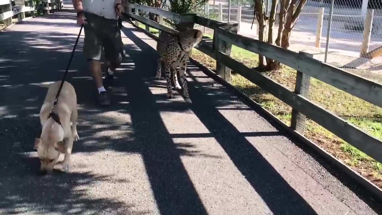 This dog and the cheetah met as children, two years later, they are still inseparable