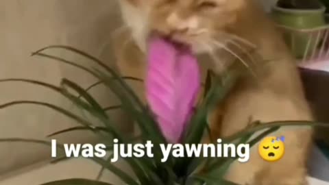 FUNNY CAT MOMENT CAUGHT BY MAMA