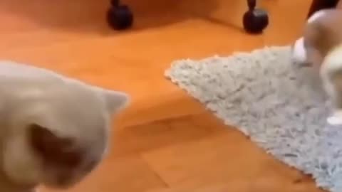 Funny cat and funny dog